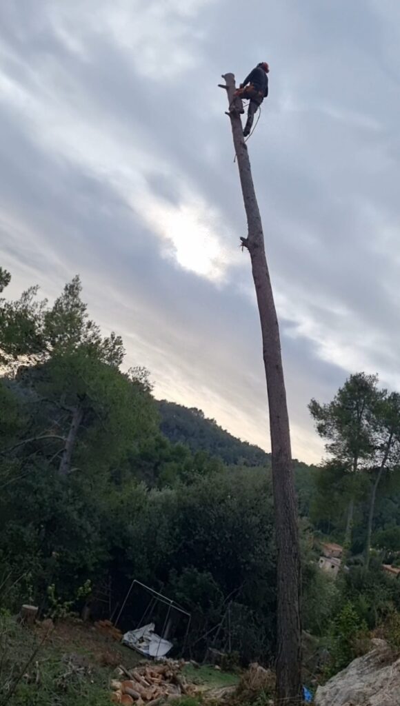 Talas y podas profesionales en Barcelona.