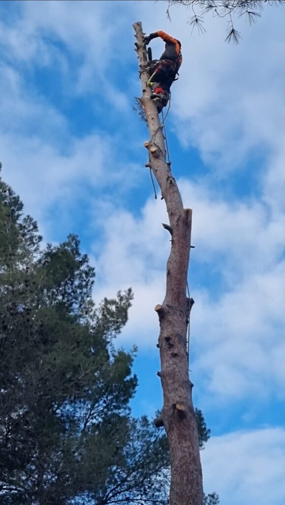 Servicios de poda y tala en Barcelona.