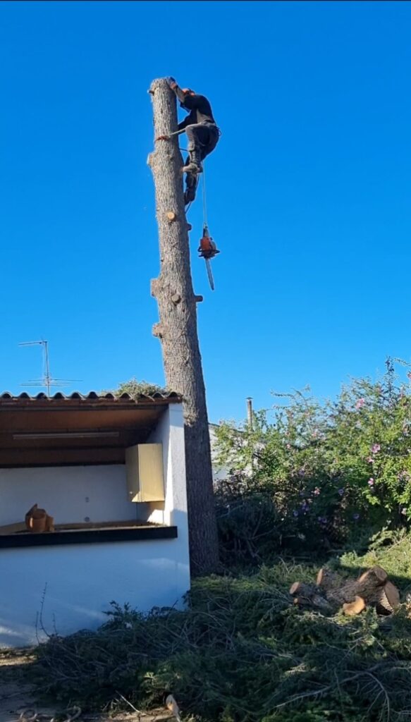 Expertos en poda y tala en Barcelona.