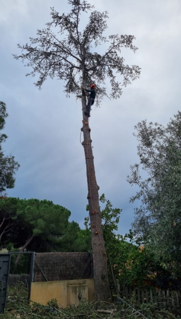 Poda y tala de árboles en Barcelona.